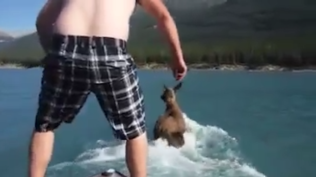 Video – Man charged with riding a moose