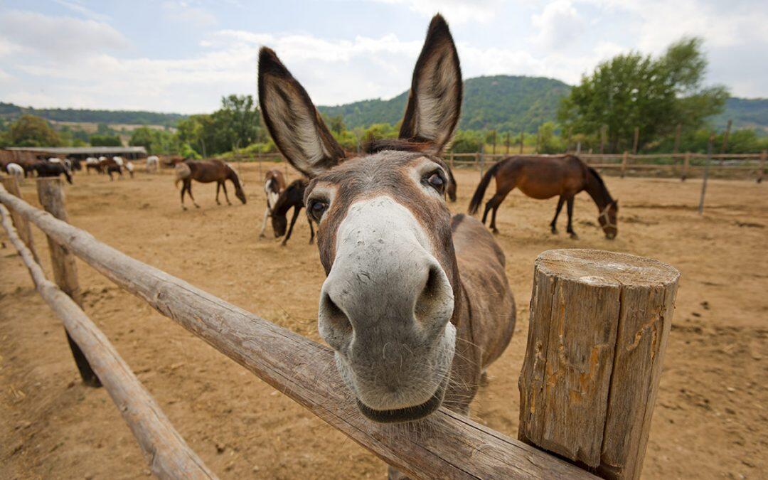 New technology translates donkey noises into human speech