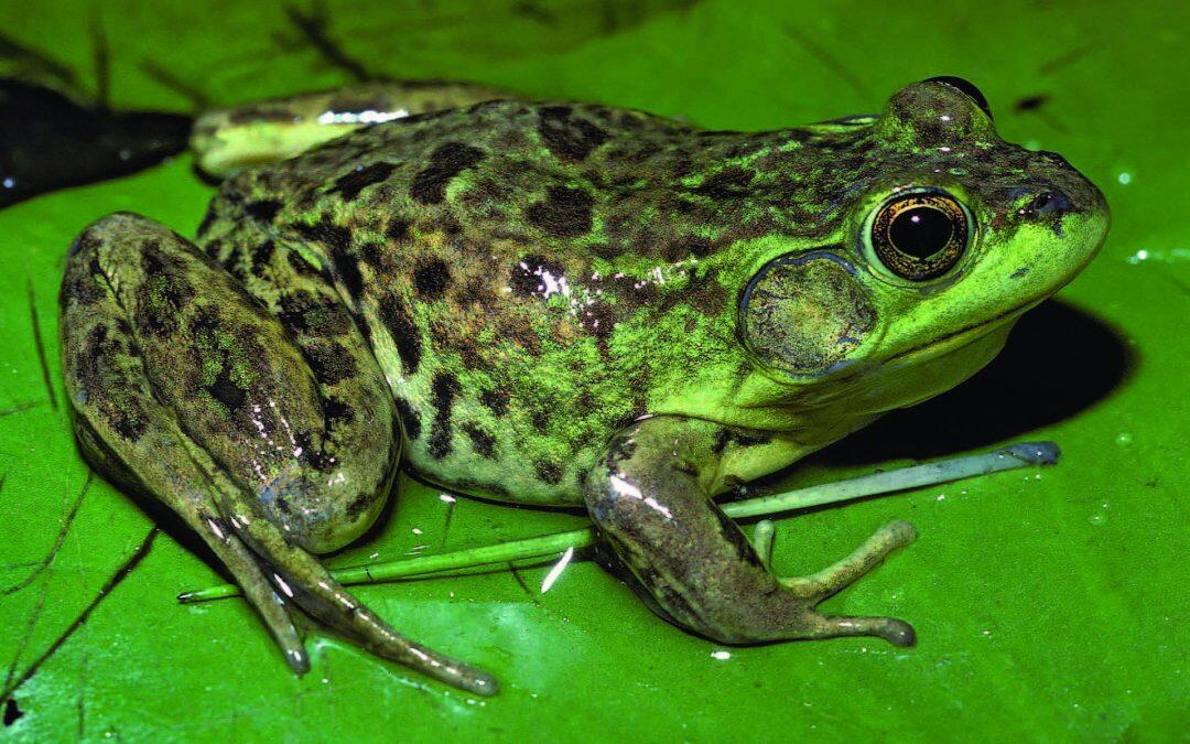 Did you know frogs don’t usually swallow water (they absorb most of the moisture they need through their skin)