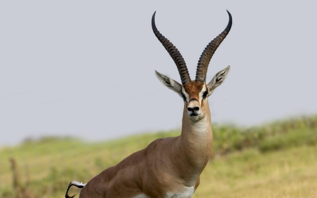 Environment Agency Abu Dhabi studies genetic threats to gazelle