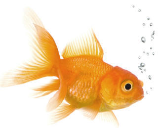 Did you know goldfish can see both infrared and ultraviolet light