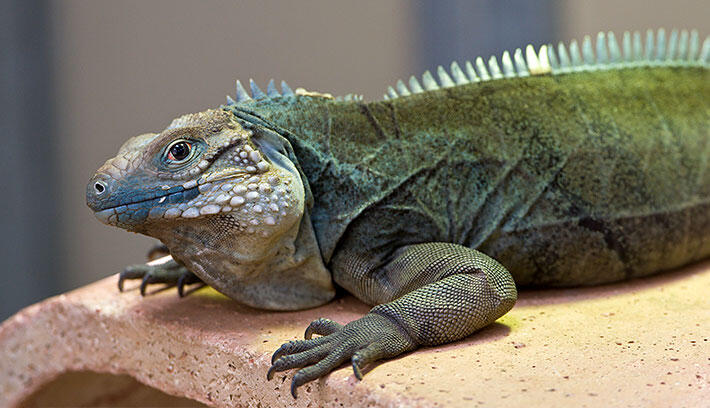 Did you know an iguana can stay under water for 28 minutes