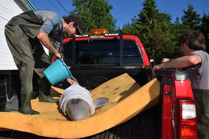 Beached newborn beluga returned to St. Lawrence River