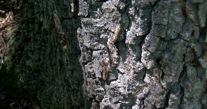 Gypsy Moths impact environment in Southwest Virginia