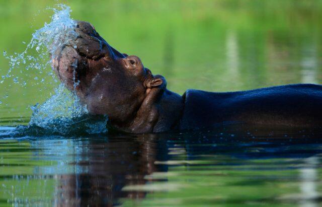 Drug lord’s pet hippos roam Colombian village