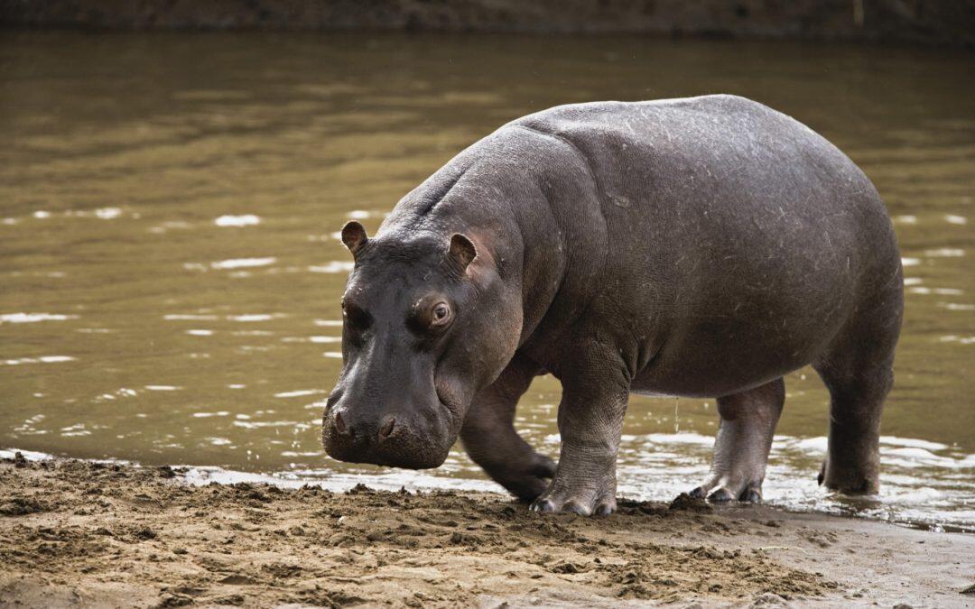 Did you know hippopotamuses are born under water