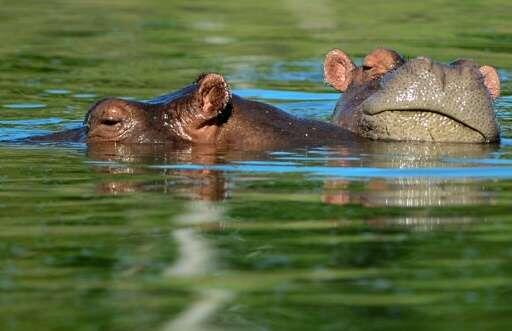 Drug lord’s pet hippos roam Colombian village