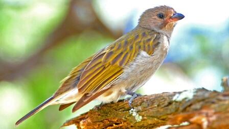 honeyguide-birds-1-wb