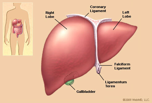 Did you know your liver has over 500 functions