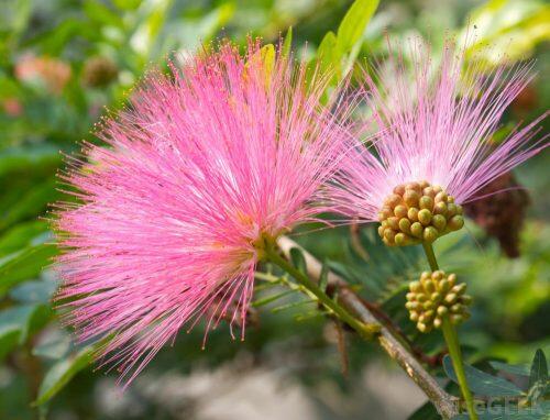 mimosa-pudica-pink-flower