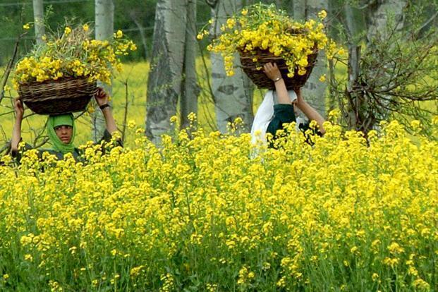 India: Battle over commercialization of GM mustard may be entering final stages