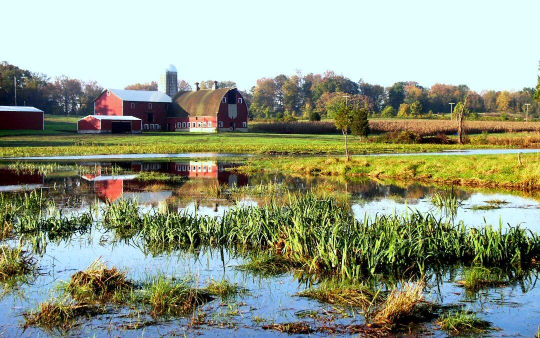 New Wetlands will make the birds happier