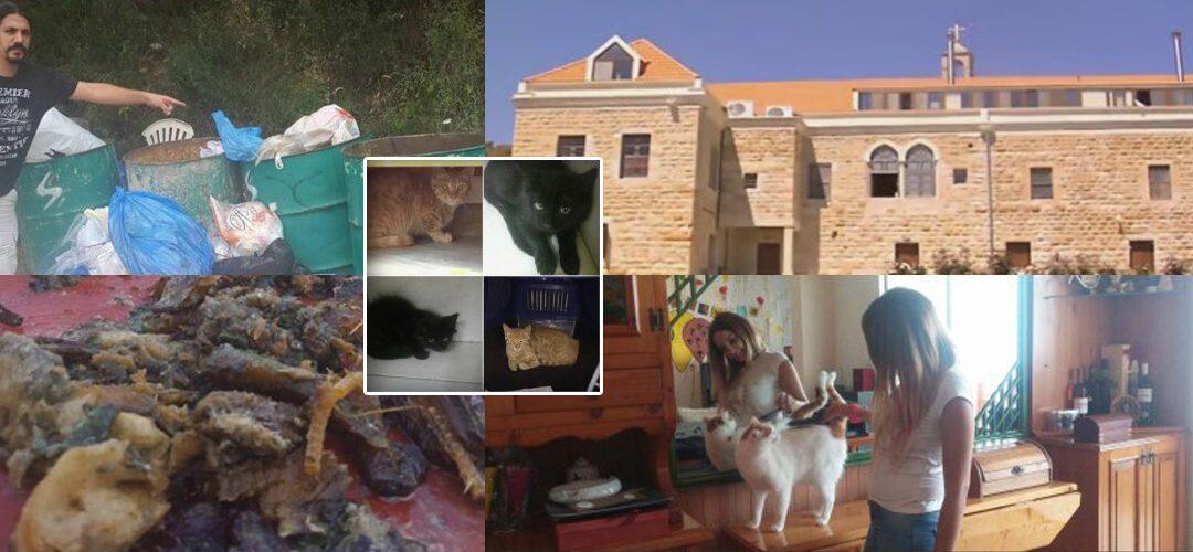 Nuns in “Saydet el Hakle” Monastery in Lebanon poisoning cats … and the Secretariat of the Patriarchate to “greenarea.me”: No comment!