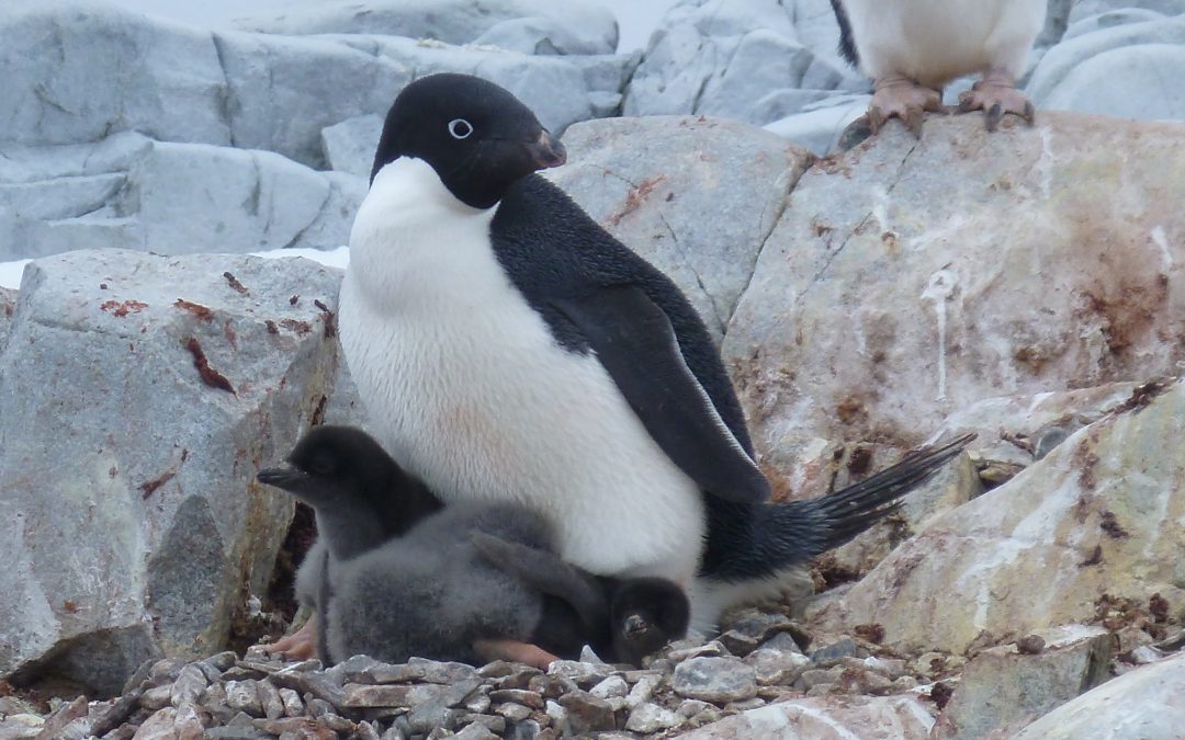 NASA: Adélie Penguin Range Might Shrink By End of Century