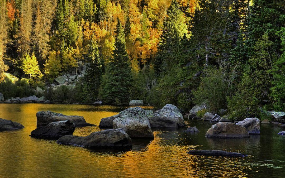 Fascinantes y misteriosos bosques del mundo