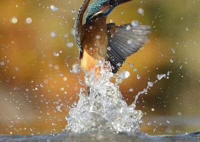 perfect-kingfisher-dive-photo-wildlife-photography-alan-mcfayden-22