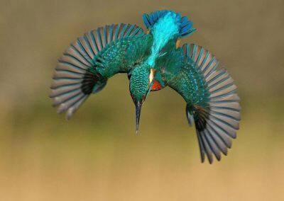 perfect-kingfisher-dive-photo-wildlife-photography-alan-mcfayden-30