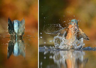 perfect-kingfisher-dive-photo-wildlife-photography-alan-mcfayden-35 (1)