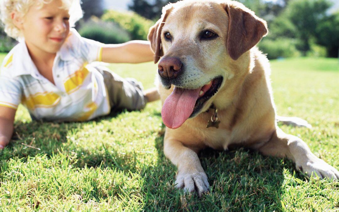 NIÑOS Y PERROS JUGANDO