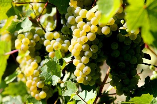 Champagne: la vendange 2016 touchée par les mauvaises conditions climatiques