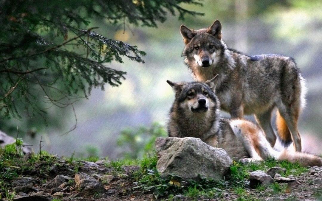 Human presence determines where wolves breed