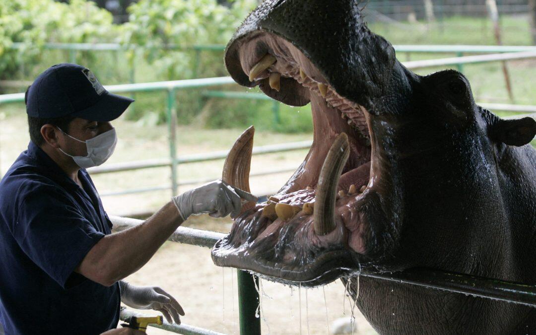 Pablo Escobar may be long gone, but his hippos are still causing problems for Colombia