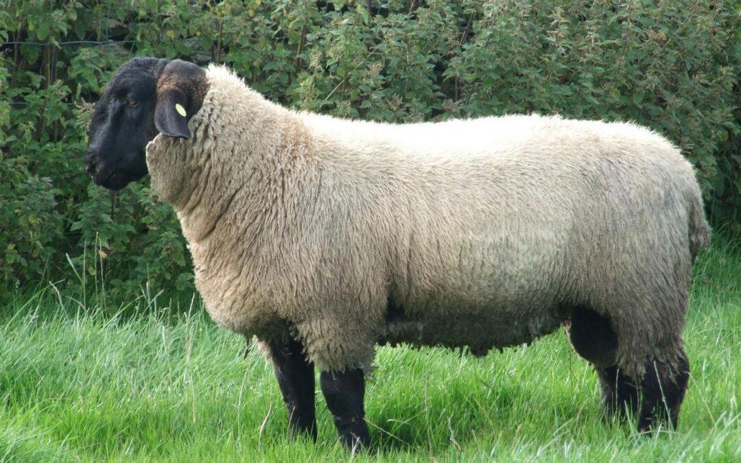 Sheep rustling warning issued in Somerset after flock of 240 disappears overnight