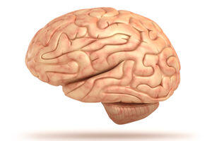 Did you know the average human brain contains around 78% water