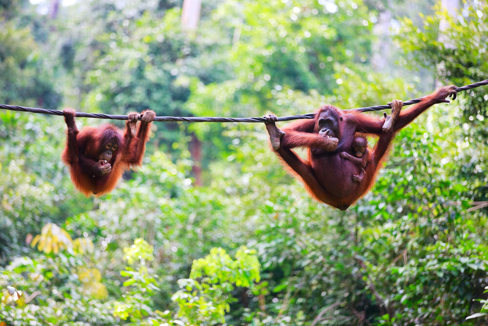 Les orangs-outangs de Bornéo sont proches de l’extinction!