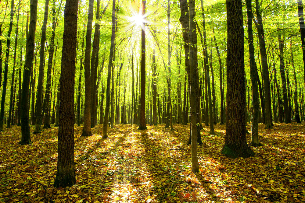 Préserver les arbres … une nécessité