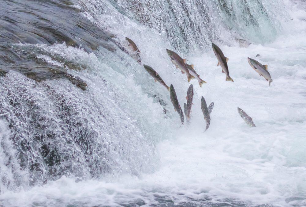 Salmon: victim and murderer in Chile