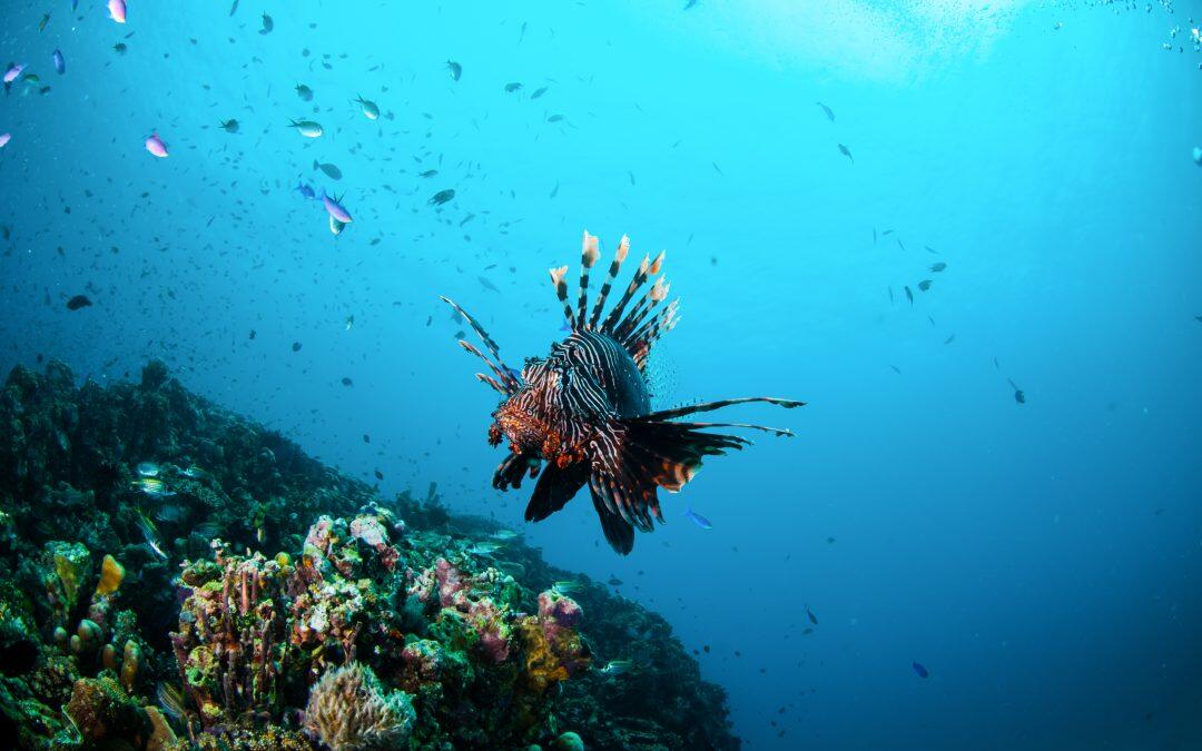 A poisonous fish invades the Mediterranean