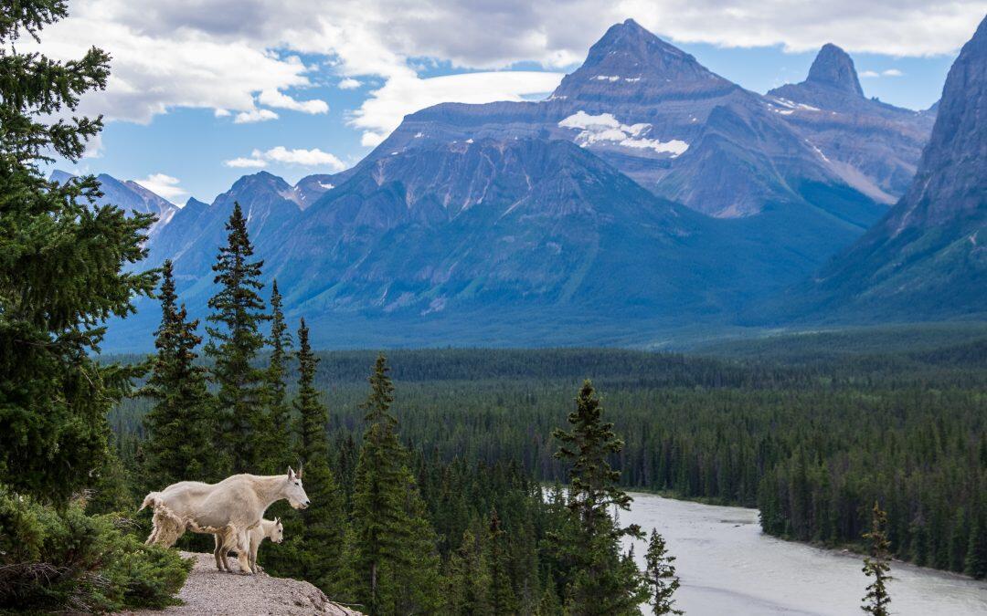 Une chèvre de montagne victime des spectateurs dans la ville de Seward – Alaska