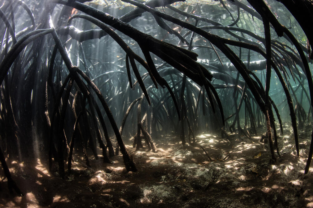 Le changement climatique responsable du dépérissement des mangroves en Australie  