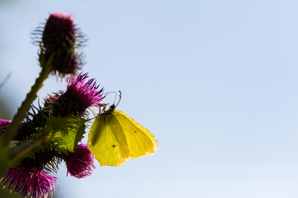 Les pertes de biodiversité menacent la pérennité des sociétés humaines