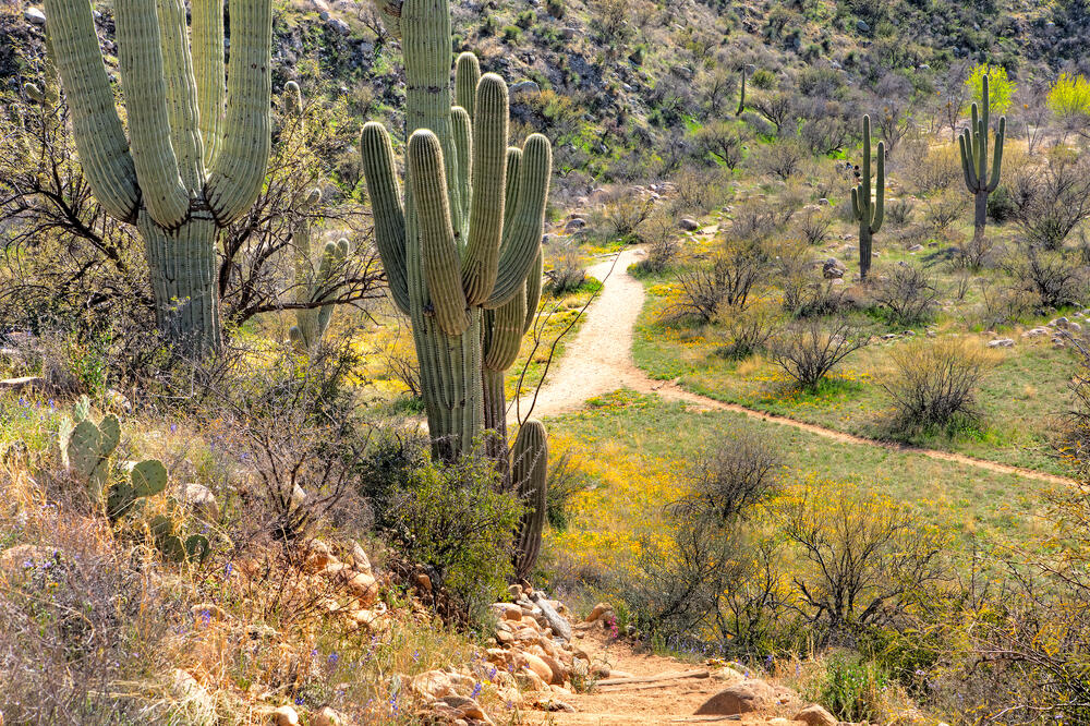 Evolution is behind plant migration