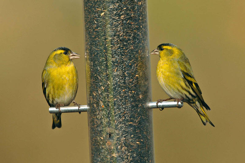 Les petits oiseaux préfèrent aussi voyager avec des « amis »