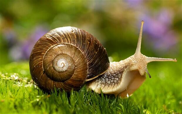 Did you know a snail can sleep for 3 years