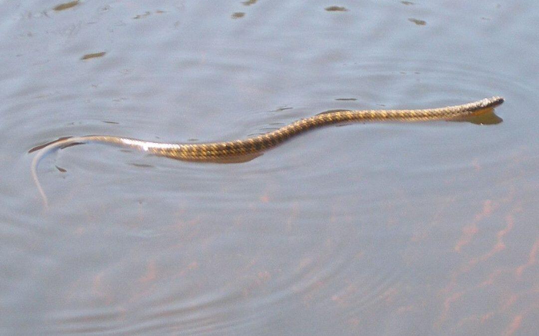 Did you know snakes can’t bite in rivers or swamps (they would drown otherwise)