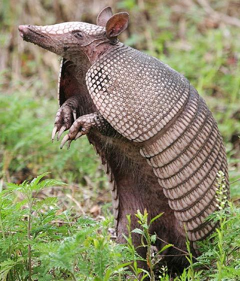 Did you know armadillos have 4 babies at a time and are all the same sex