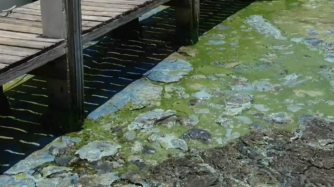 Florida algae bloom poses danger to economy, sea life