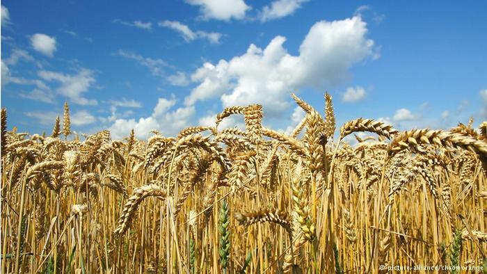 Bakery venture feeds German appetite for pesticide-free food