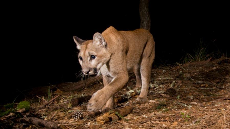 Cougars hunt Los Angeles closer houses