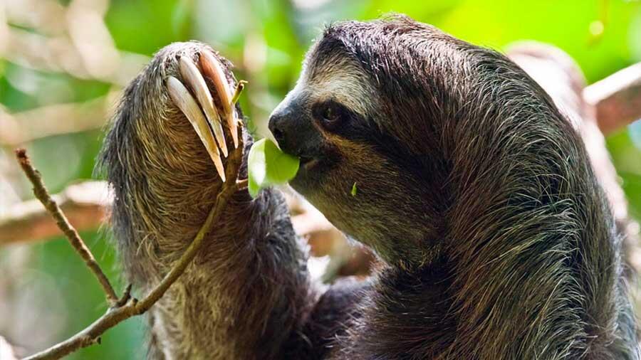 The three-toed sloths are the slowest mammals on the planet