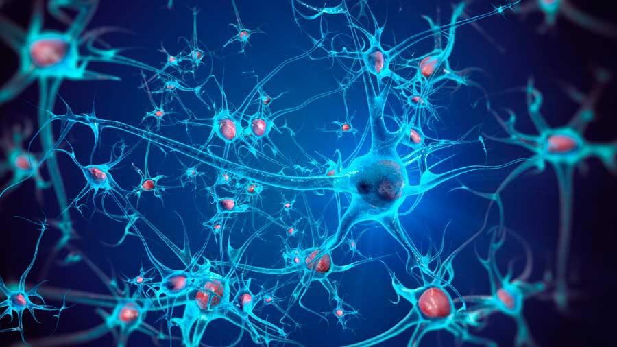 Logran ‘reconectar’ neuronas dañadas