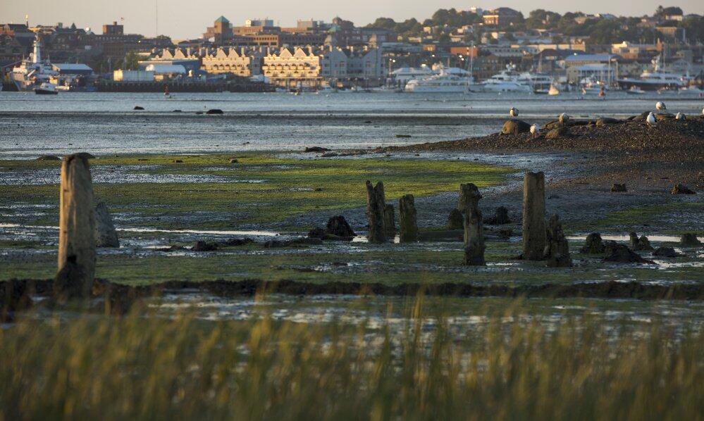 Green slime points to pollution of Casco Bay