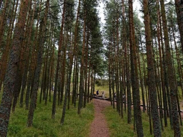 Planting 40,000 saplings at Soan Valley