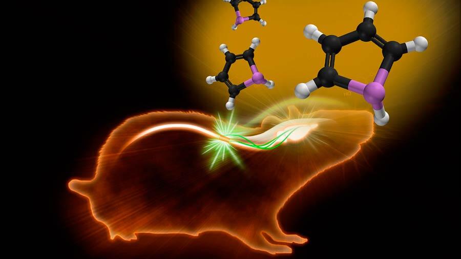 Con desarrollo de un biopolímero, científicos mexicanos rehabilitan médula espinal lesionada