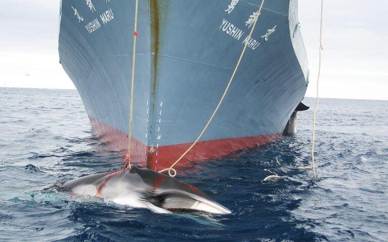 Anti-whalers enlist fast ship to fight off Japanese