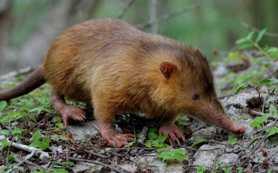 Survived the ice age and lived with dinosaurs… but now, stray dogs threaten Solenodon